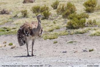 Lesser(Darwin's)Rhea(Rheapennata)(Puna)©ArthurGrosset