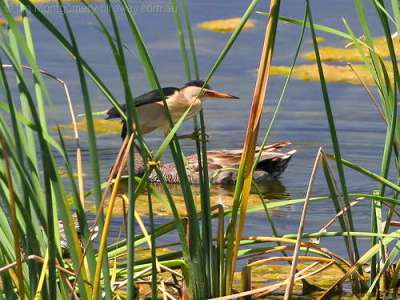 Little Bittern (Ixobrychus minutus) by Ian