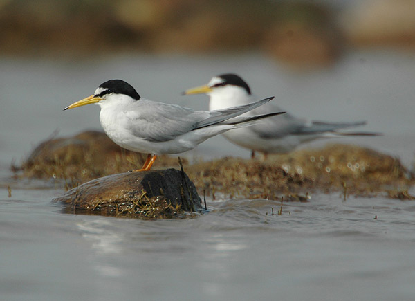 Little Tern (Sternula albifrons) by Nikhil Devasar