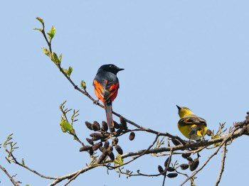 Long-tailed Minivet (Pericrocotus ethologus) by W Kwong M-F