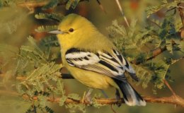 Avian and Attributes –&nbsp;Immutable