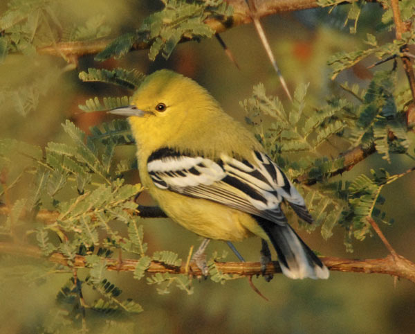 Marshall's Iora (Aegithina nigrolutea) by Nikhil Devasar