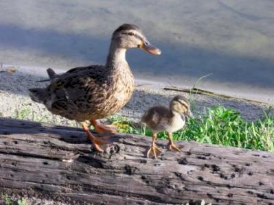 Mom and Baby at Lake Hollingsworth 