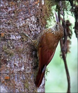 Montane Woodcreeper (Lepidocolaptes lacrymiger) by Ian