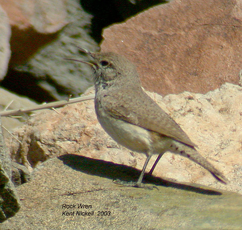 New Zealand Rockwren (Xenicus gilviventris) by Kent Nickell