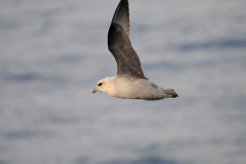 Northern Fulmar (Fulmarus glacialis) by Bob-Nan