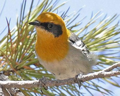 Olive Warbler (Peucedramus taeniatus) ©WikiC