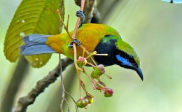 Avian And Attributes –&nbsp;Omnipresence