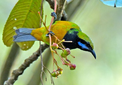 Orange-bellied Leafbird (Chloropsis hardwickii) by W Kwong