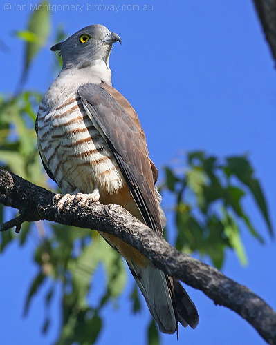 Pacific Baza (Aviceda subcristata) by Ian