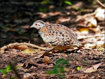Painted Buttonquail (Turnix varius) by Ian
