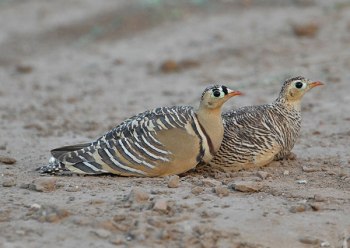 Painted Sandgrouse (Pterocles indicus) by Nikhil