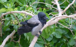 Lee’s One Word Monday –&nbsp;2/1/16