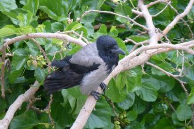 Hooded Crow (Corvus cornix) by Ray of Lux