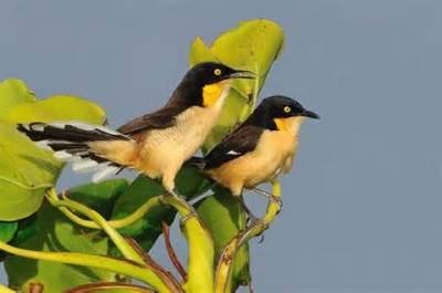 Black-capped Donacobius (Donacobius atricapilla) ©©