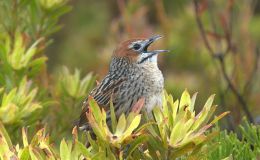 Sunday Inspiration – Cupwings, Crombecs and Bush&nbsp;Warblers