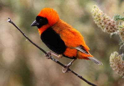 Southern Red Bishop (Euplectes orix) ©WikiC