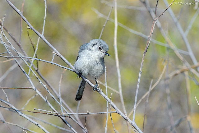 Cuban Gnatcatcher (Polioptila lembeyei) ©Flick Allan Hopkinsr