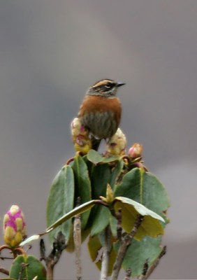 Rufous-breasted Accentor (Prunella strophiata) ©WikiC