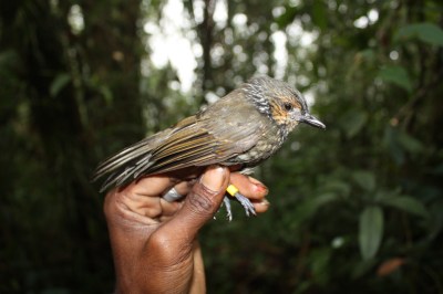 Mottled Whistler (Rhagologus leucostigma) ©©Katerina Tvardikova