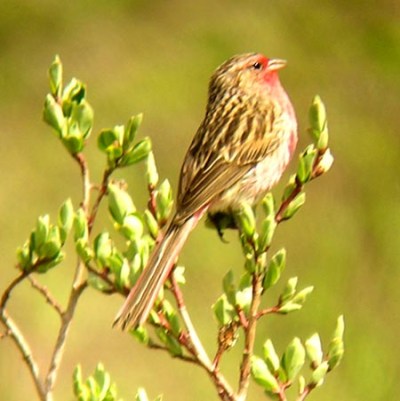 Przevalski's Finch (Urocynchramus pylzowi) ©Montereybay