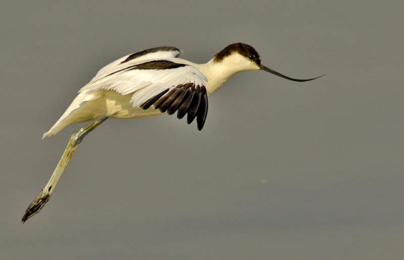 Pied Avocet (Recurvirostra avosetta) by Phil Kwong Galleries