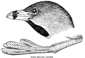 Pied-billed Grebe