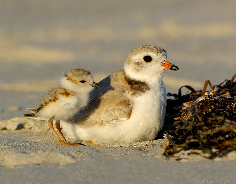 Piping Plover (Charadrius melodus) by J Fenton