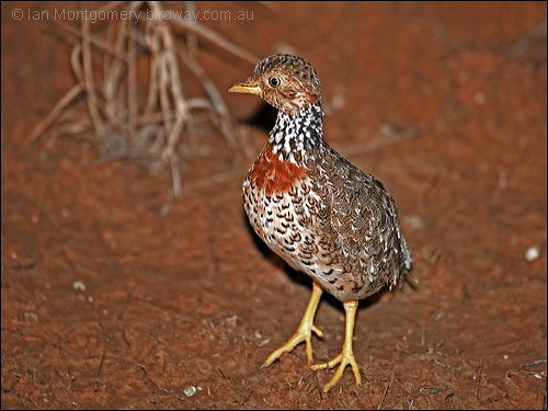 Plains-wanderer (Pedionomus torquatus) by Ian