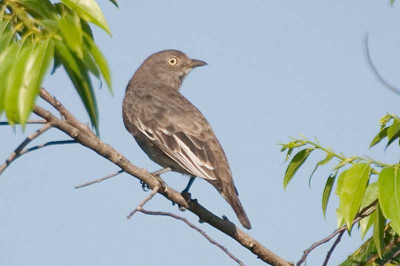 Pompadour Cotinga (Xipholena punicea) female by AGrosset