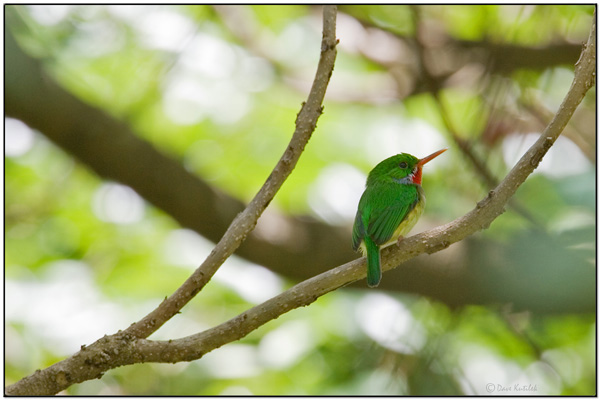 Puerto Rican Tody (Todus mexicanus) by Daves BirdingPix