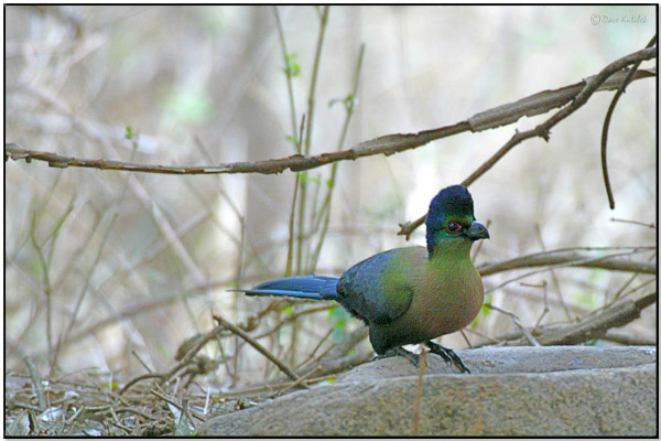 Purple-crested Turaco (Tauraco porphyreolophus) by Daves BirdingPix