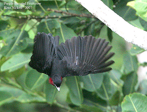 Purple-throated Fruitcrow (Querula purpurata) by Kent Nickell