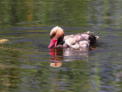 Red-crested Pochard - Anatidae Family by Ian