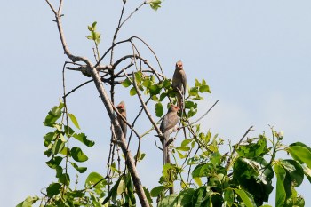 Red-faced Mousebird (Urocolius indicus) by Bob-Nan