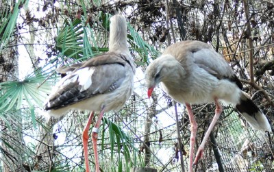 Red-legged Seriema (Cariama cristata) by Lee at Lowry Park Zoo