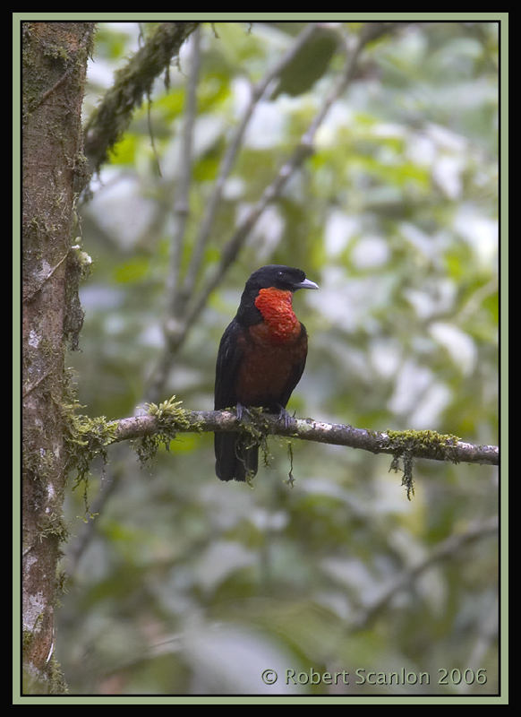 Red-ruffed Fruitcrow (Pyroderus scutatus) by Robert Scanlon