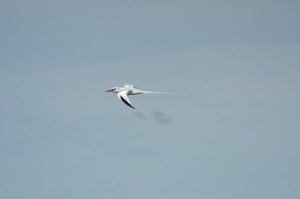 Red-tailed Tropicbird (Phaethon rubricauda) by Bob-Nan