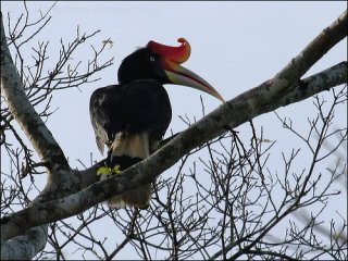 Rhinoceros Hornbill -Malaysia-Ian's Birdway
