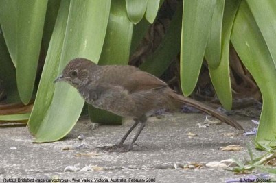 Rufous Bristlebird (Dasyornis broadbenti) ©ArthurGrosset