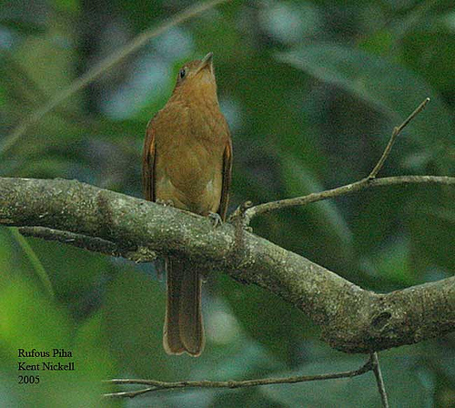 Rufous Piha (Lipaugus unirufus) by Kent Nickell