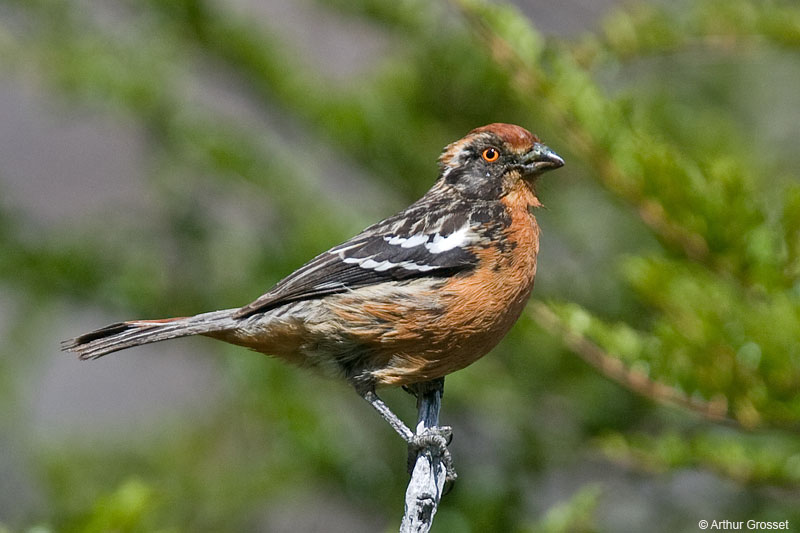 Rufous-tailed Plantcutter (Phytotoma rara) by AGrosset