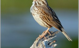 Birds in Christmas Hymns –&nbsp;Review