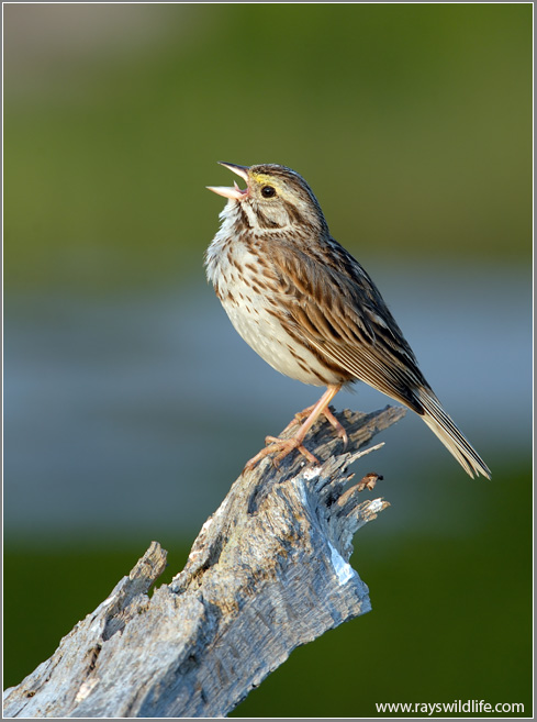 Savannah Sparrow singing by Ray