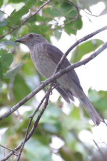 Screaming Piha (Lipaugus vociferans) ©AGrosset
