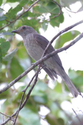 Screaming Piha (Lipaugus vociferans) by AGrosset