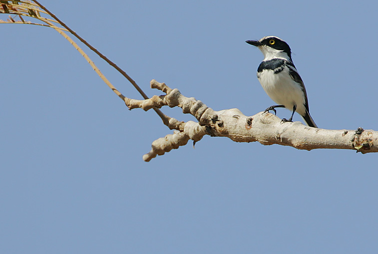 Senegal Batis (Batis senegalensis) ©WikiC