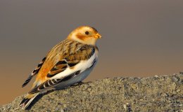 The Naughty Little Sick&nbsp;Snowbird