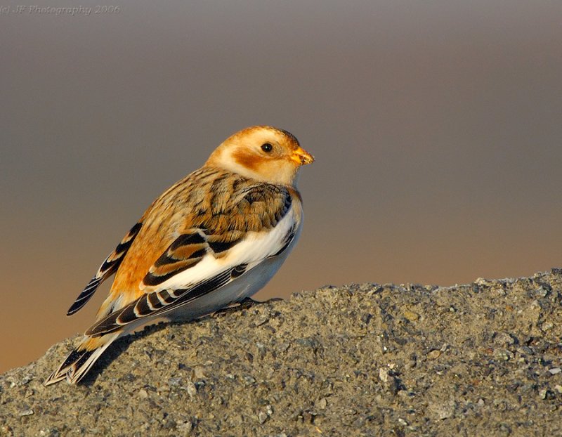 Snow Bunting (Plectrophenax nivalis) by J Fenton