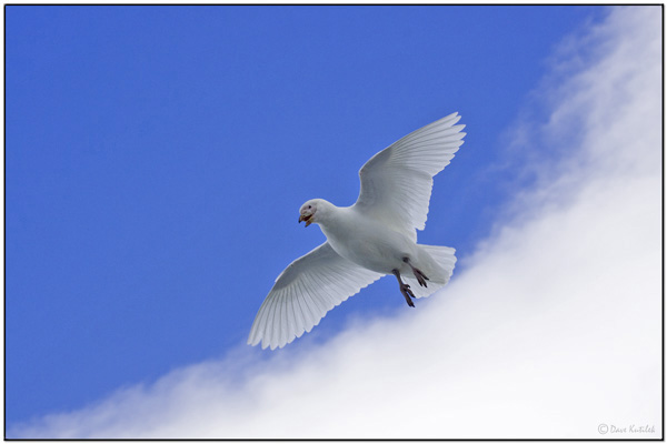 Snowy Sheathbill (Chionis albus) by Daves BirdingPix